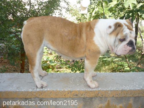 beyboş Dişi İngiliz Bulldog