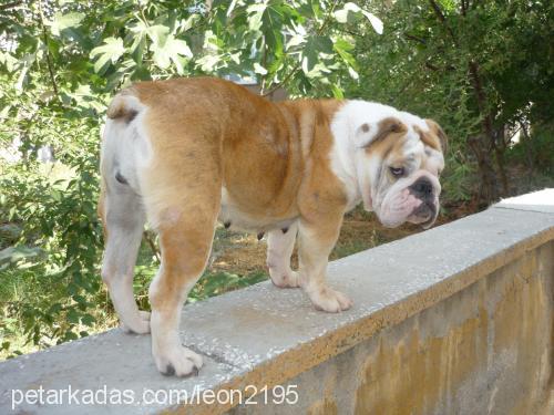 beyboş Dişi İngiliz Bulldog