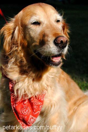 shooter Dişi Golden Retriever