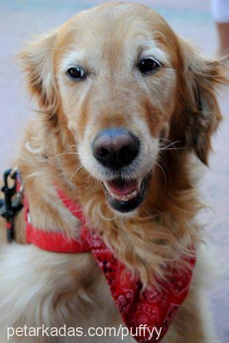 shooter Dişi Golden Retriever