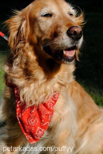 shooter Dişi Golden Retriever