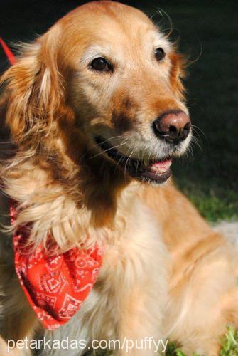 shooter Dişi Golden Retriever