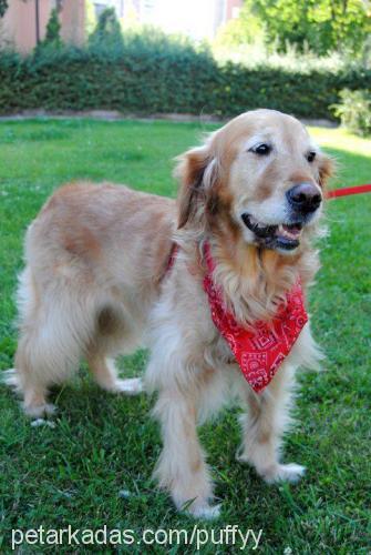 shooter Dişi Golden Retriever