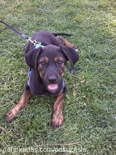 black Dişi Rottweiler