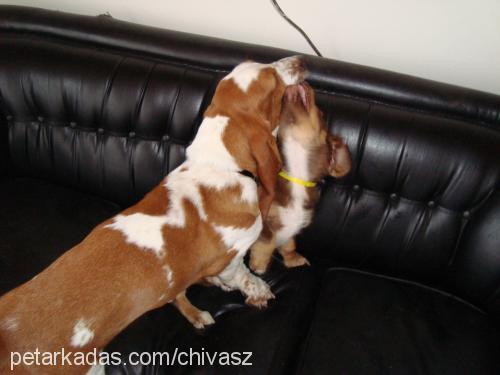 chivas Erkek Basset Hound