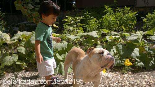 beyboş Dişi İngiliz Bulldog