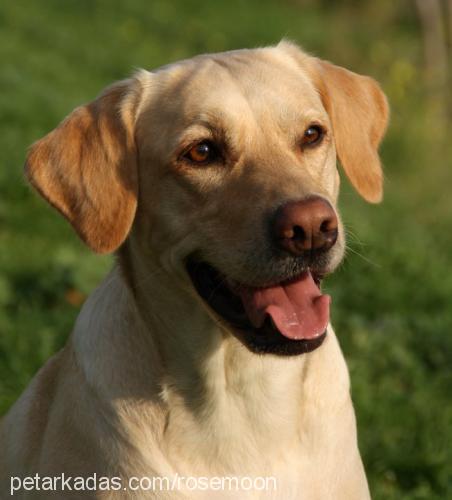 harley Dişi Labrador Retriever