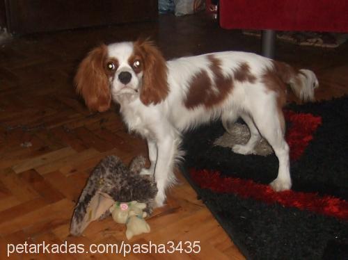 pasha Erkek Cavalier King Charles Spanieli