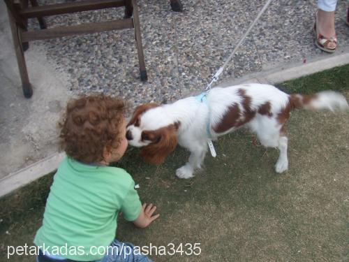 pasha Erkek Cavalier King Charles Spanieli