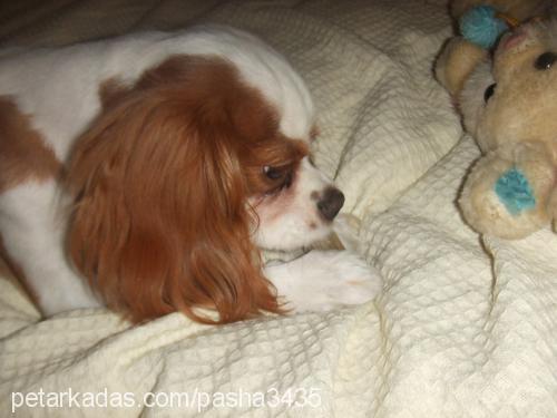 pasha Erkek Cavalier King Charles Spanieli