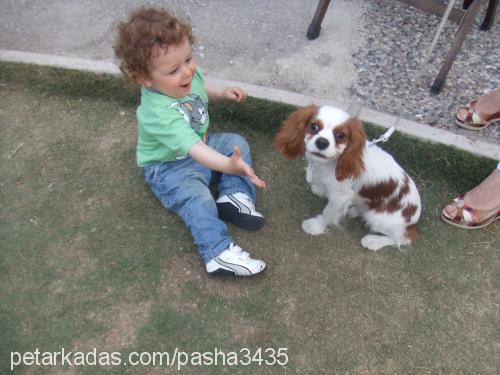 pasha Erkek Cavalier King Charles Spanieli