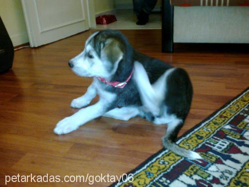 whiskey Dişi Sibirya Kurdu (Husky)