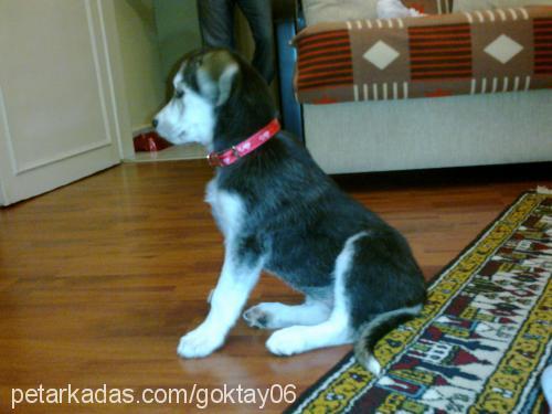 whiskey Dişi Sibirya Kurdu (Husky)