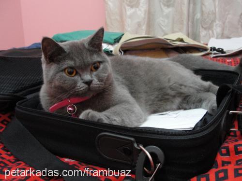 loulou Dişi British Shorthair