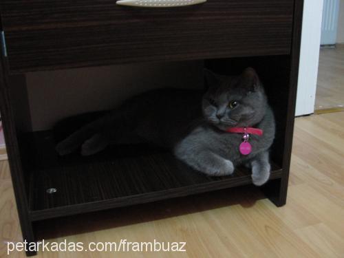 loulou Dişi British Shorthair