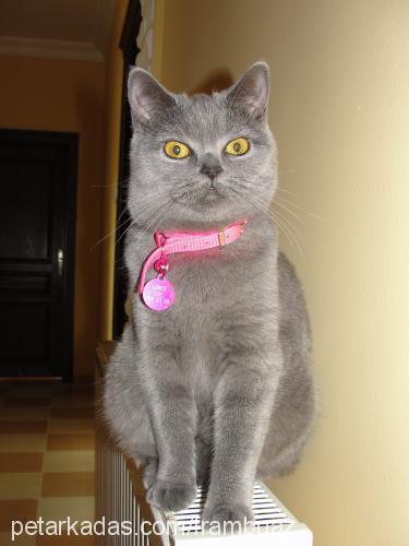 loulou Dişi British Shorthair