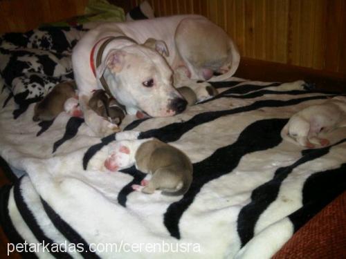 maşallahbebekle Erkek Amerikan Staffordshire Terrier