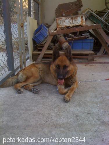 luka Dişi Alman Çoban Köpeği