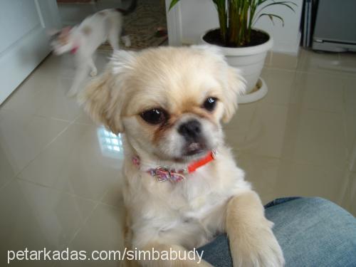 buddy Dişi Pekingese