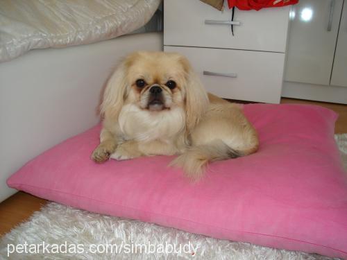 buddy Dişi Pekingese