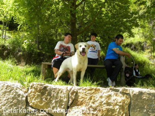 lokum Erkek Labrador Retriever