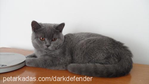 zoe Dişi British Shorthair