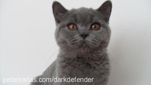 zoe Dişi British Shorthair