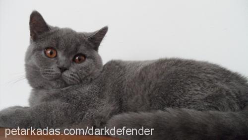 zoe Dişi British Shorthair