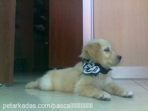 pascal Erkek Golden Retriever