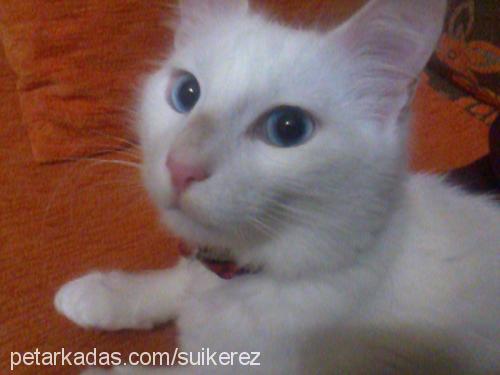 pasha Erkek Ankara Kedisi (Angora)