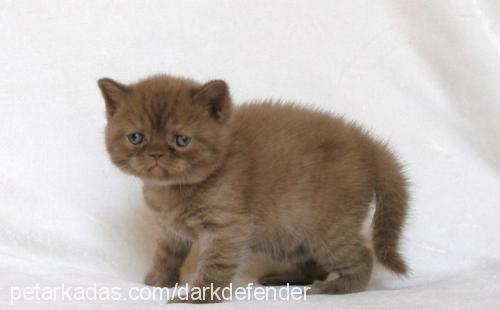 george.byron Erkek British Shorthair