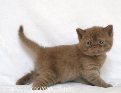 george.byron Erkek British Shorthair