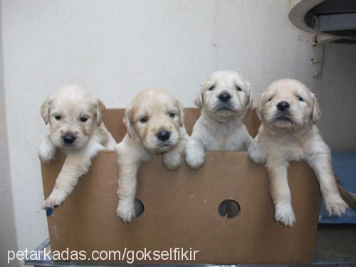 tarçın Dişi Golden Retriever