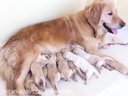 tarçın Dişi Golden Retriever