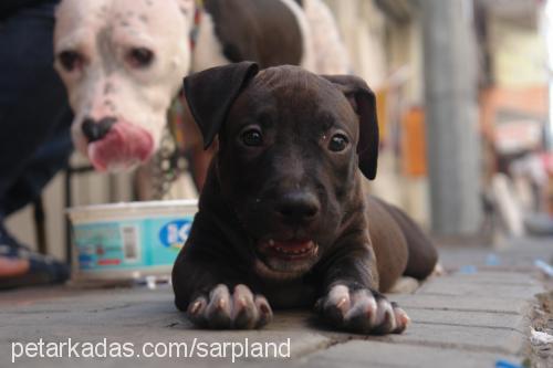 hero Dişi Amerikan Pitbull Terrier