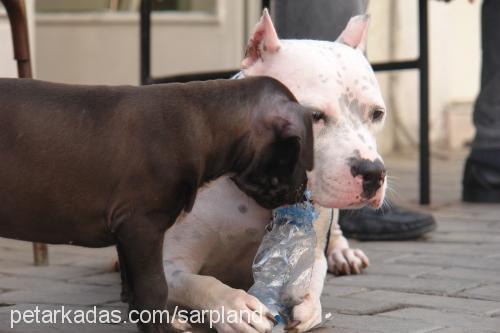 hero Dişi Amerikan Pitbull Terrier