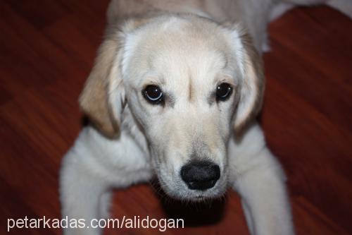 rush Dişi Golden Retriever