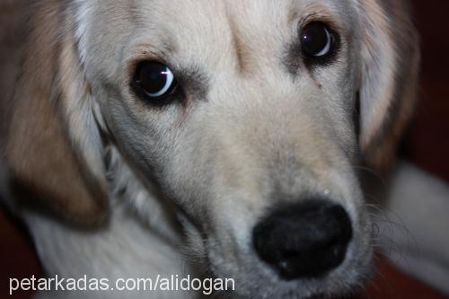 rush Dişi Golden Retriever