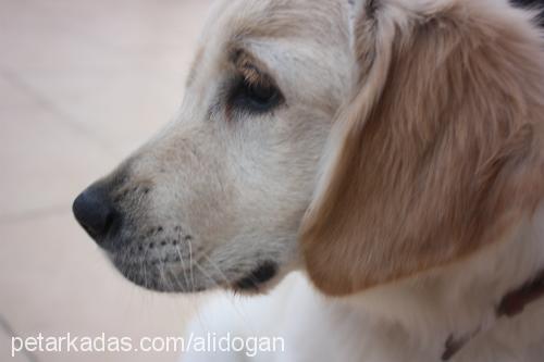 rush Dişi Golden Retriever