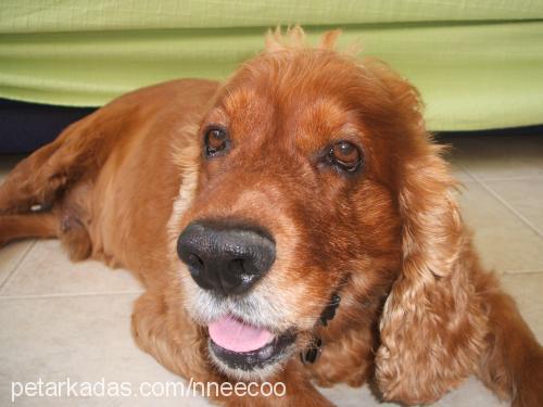 bafi Erkek İngiliz Cocker Spaniel