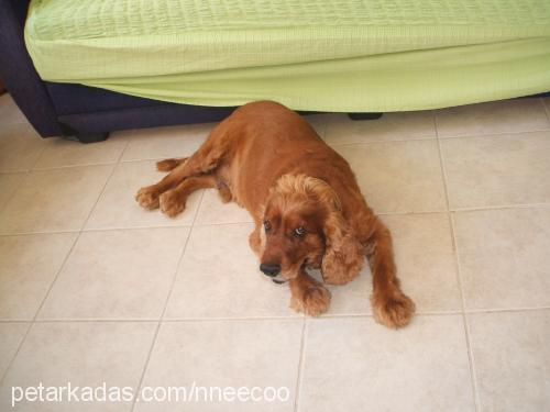 bafi Erkek İngiliz Cocker Spaniel