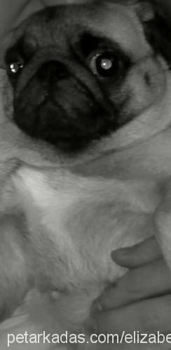 elizabeth Dişi Pug