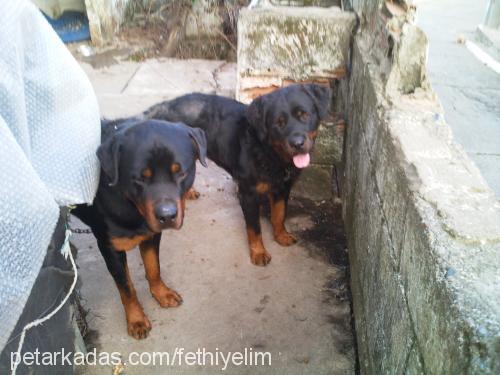 shiva Dişi Rottweiler