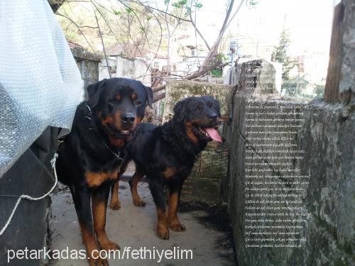 shiva Dişi Rottweiler