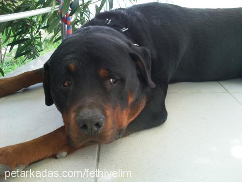 abbas Erkek Rottweiler