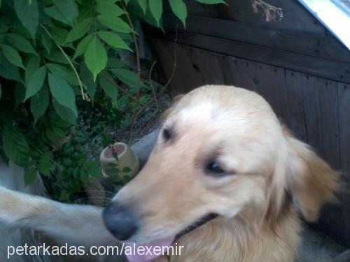 alex Erkek Golden Retriever