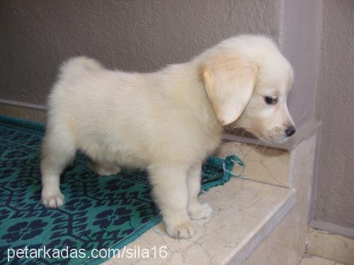 Şila Dişi Golden Retriever