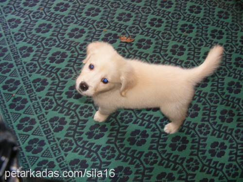 Şila Dişi Golden Retriever