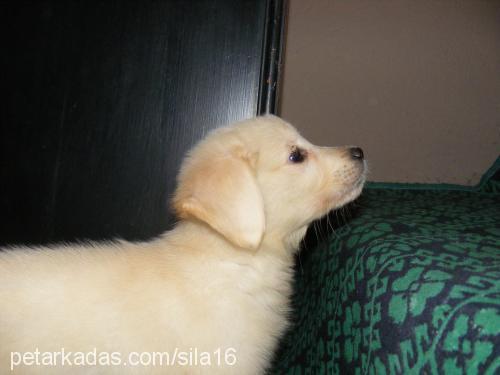 Şila Dişi Golden Retriever