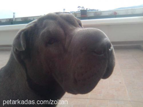 sushi Dişi Çin Shar-Pei